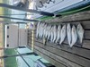 (06/26/2023) - Nice Striped Bass