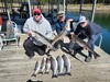 (10/08/2023) - Nice Striped Bass