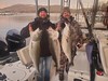 (02/10/2024) - Nice Striped Bass