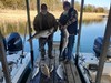 (03/01/2024) - Nice Striped Bass