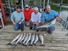 (05/08/2025) - Nice Striped Bass