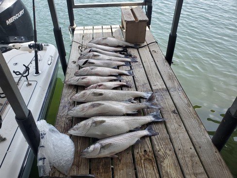 Nice Striped Bass