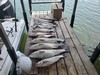 (05/15/2025) - Nice Striped Bass