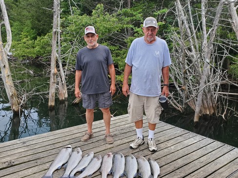 Nice Striped Bass