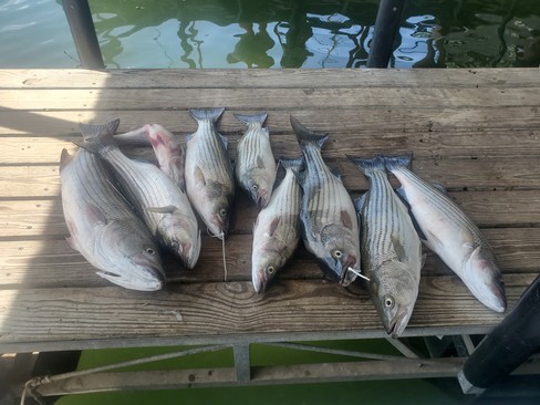 Nice Striped Bass