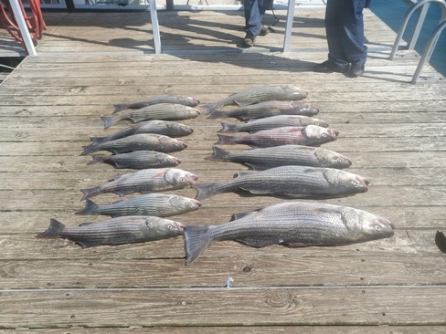 Nice Striped Bass