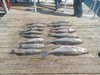 (08/20/2025) - Nice Striped Bass