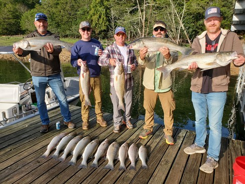 Nice Striped Bass