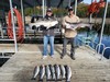 (11/13/2025) - Nice Striped Bass