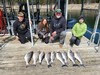 (03/24/2026) - Nice Striped Bass