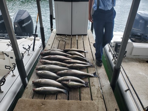 Nice Striped Bass