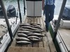 (06/10/2026) - Nice Striped Bass