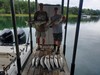 (06/27/2026) - Nice Striped Bass