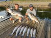 (08/19/2026) - Nice Striped Bass