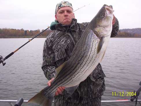 Nice Striped Bass