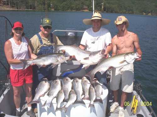 Limit of Striped Bass