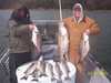 (03/22/2005) - Nice Striped Bass