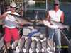 (06/20/2005) - Nice Striped Bass