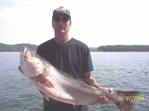 Nice Striped Bass