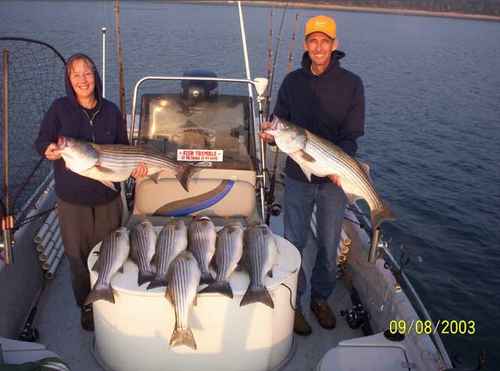 Nice limit of Striped Bass