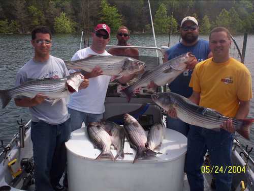 Nice Striped Bass