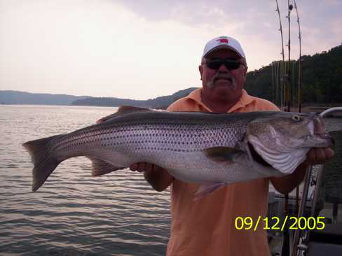 Nice Striped Bass