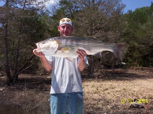 Nice Striped Bass