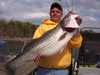 (04/18/2005) - Nice Striped Bass