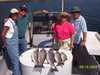 (09/19/2004) - Nice Striped Bass