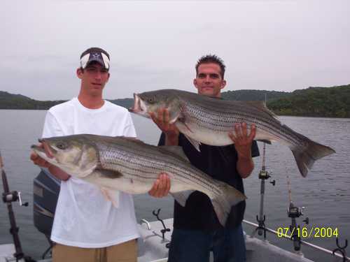 Nice Striped Bass