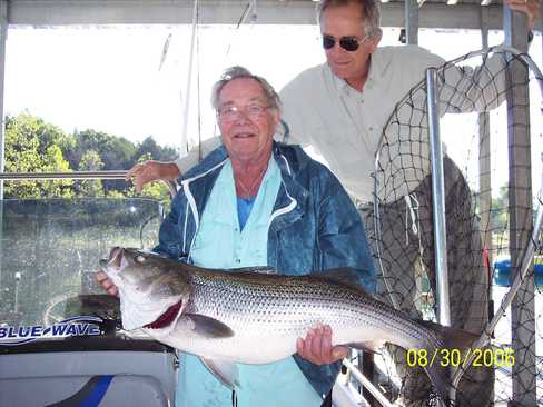 Nice Striped Bass