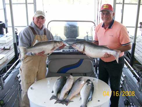 Nice Striped Bass