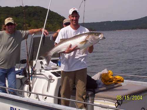 Nice Striped Bass