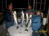 (08/16/2008) - Nice Striped Bass