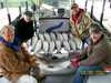 (10/26/2007) - Nice Striped Bass