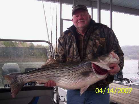 Nice Striped Bass