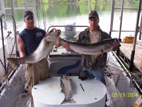 Nice Striped Bass