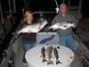 (04/11/2009) - Nice Striped Bass