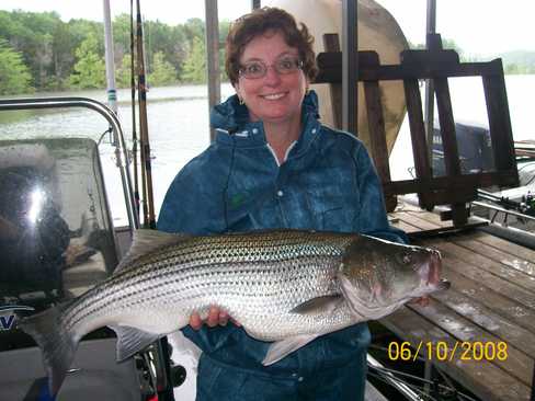 Nice Striped Bass