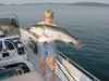 (09/28/2003) - Nice Striped Bass