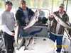 (08/20/2008) - Nice Striped Bass