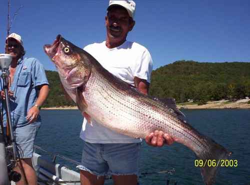 Now that is a Hog Striper