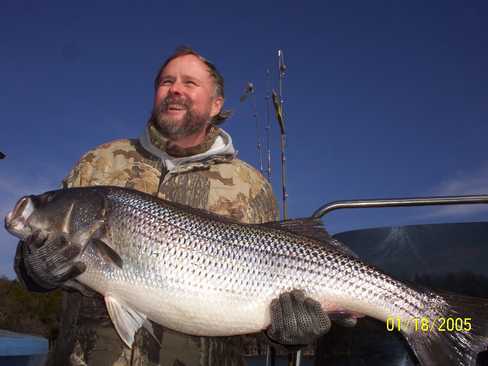 Nice Striped Bass