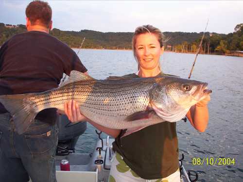 Nice Striped Bass