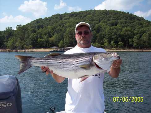 Nice Striped Bass