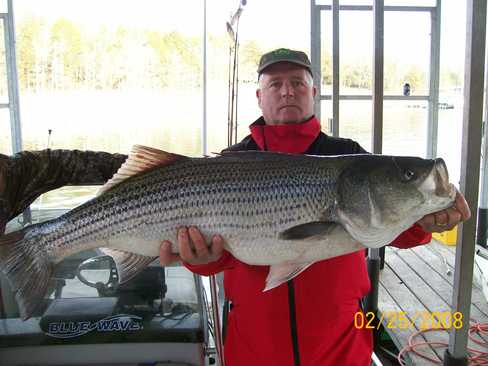 Nice Striped Bass