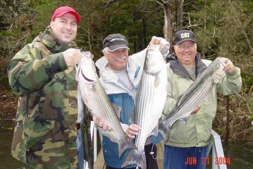 Nice Striped Bass