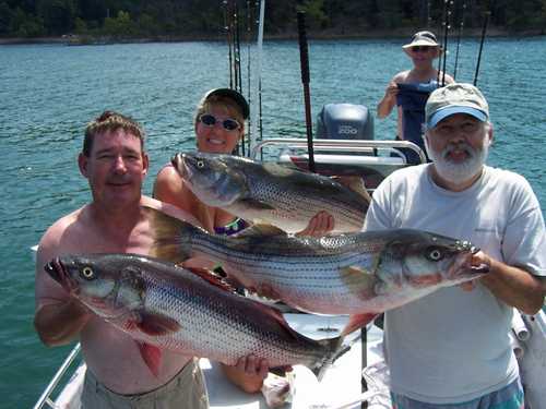 Nice Striped Bass