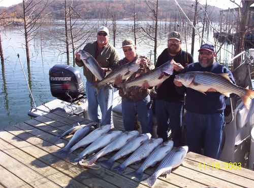 Limit of Striped Bass