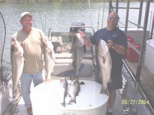 Nice Striped Bass